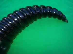 Cornes à boire Viking avec support en corne Fabricant et exportateur de cornes de buffle d'Inde - Product Image 5