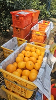 [Bbungja Jeju Gyul Farm] Premium Koreaanse Cheonhyehyang Zoete Geurige Jeju Citrusvruchten Verse Mandarijn Uit Korea