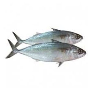 Distributeur de produits de la mer surgelés de haute qualité, spécialisé dans l'exportation de maquereau - Product Image 1