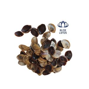 Murex-playa de mar de Vietnam operculus - Product Image 5