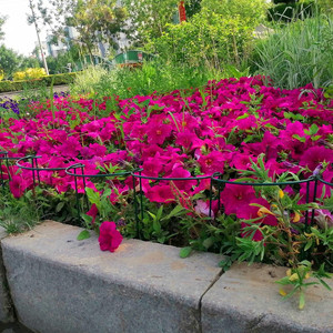 TG77640 Plastic Coated Metal <b>Support</b> Ring High Performance Gardening Accessories for <b>Flower</b> Plant 35cm 2pcs - Product Image 4