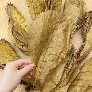 Terminalia catappa: โซลูชันระดับพรีเมียมสำหรับการแช่น้ำในตู้ปลา-ผลิตภัณฑ์ที่เหนือกว่าสำหรับตู้ปลาที่มีสุขภาพดี - Product Image 2