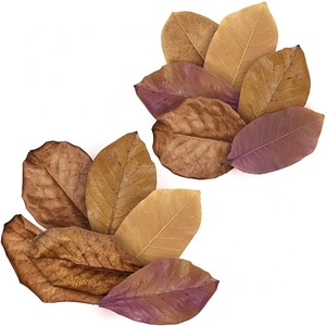 Hojas de Almendro Indio del Océano Atlántico (Terminilia Catappa) 26 Hojas Ecológicas Ahorro de Energía 5W Bolsas de Escritorio para Peces Betta de Agua Negra - Product Image 1