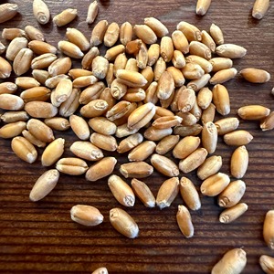 Ingredientes alimenticios de calidad a granel de trigo espelta seco recién cosechado natural Premium orgánico para fabricantes y ventas minoristas - Product Image 6