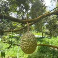 고품질 Musang King Durian 말레이시아 팩 상자 신선한 노란색 열대 과일 왕의 과일 달콤한 쓴 D197