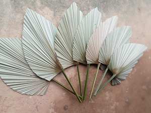 Meilleures ventes de feuilles de palmier séchées, décoration murale en feuille de palmier naturelle, décoration de mariage pour l'exportation - Product Image 4