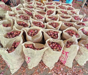 Oignon rouge frais indien 45+ mm pour les acheteurs de légumes en gros internationaux - Product Image 6