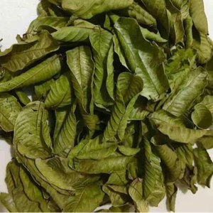 Feuilles de goyave séchées naturelles du Vietnam de haute qualité pour la transformation du thé - Product Image 6