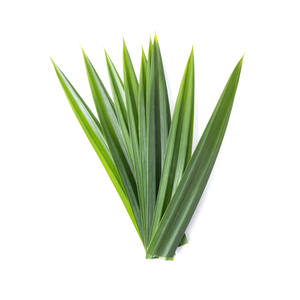 Hoja de pandan seca de excelente calidad a granel con el precio más bajo, hojas de pandan listas para exportar - Product Image 5