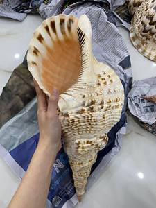 Vente en gros usine directe de haute qualité coquillage naturel trompette coquillages et escargot conque coquilles pour la décoration - Product Image 5