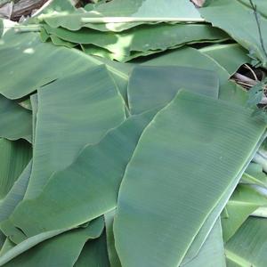 Feuilles de bananier congelées de haute qualité, approvisionnement en vrac, qualité alimentaire, feuilles de bananier pour la restauration et l'exportation - Product Image 1