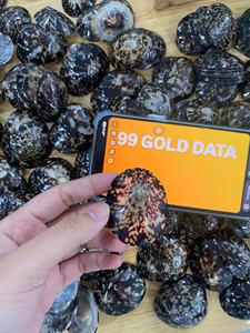 Conchas de Lapa sin pulir para manualidades naturales y decoración del hogar - Product Image 6