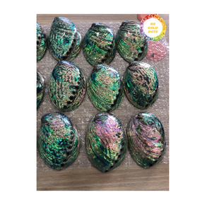 Concha de abulón de primera calidad, Material de mar auténtico de Vietnam para adornos de incrustaciones, joyería y distribución de exportación mundial - Product Image 4