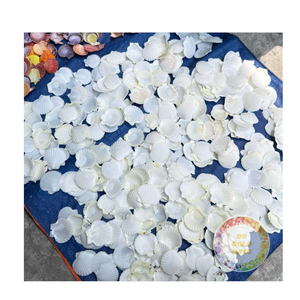 Conchas de vieiras naturales de Vietnam, conchas marinas al por mayor para la fabricación de joyas, manualidades y suministros de arte, precios a granel - Product Image 4