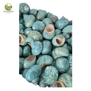 Coquille de nacre polie, coquille marine turbo marron naturelle, coquille de conque verte, coquille décorative pour aquarium - Product Image 2