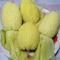 圆形糯玉米玉米价格散装