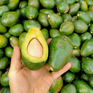 PULPA DE AGUACATE CONGELADA DE VIETNAM-LISTO PARA USAR Y FÁCIL ALMACENAMIENTO - Product Image 1