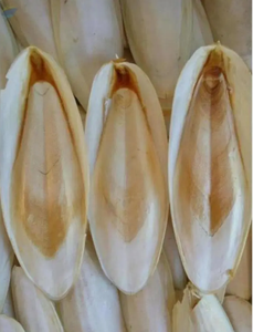 Mejore los entornos de sus mascotas con hueso de sepia Nuevos artículos 2024 hueso de sepia Perfecto para manualidades y cuidado de mascotas - Product Image 2