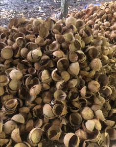 Cáscara de Coco Procesada para Uso Industrial, Producción Artesanal y Procesamiento de Carbón - Product Image 2