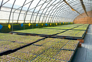 Invernadero de Alta Calidad para Plántulas en África con Ventilación Automática y Protección UV para el Crecimiento de Plantas Durante Todo el Año - Product Image 3