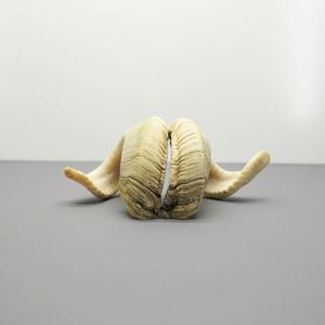 Genuine Sheep Horn Pair Natural Raw Horns for Decoration & Craft High Quality - Product Image 1