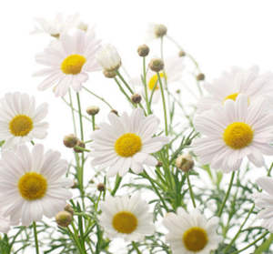 น้ำมันหอมระเหยคาโมมายล์ออร์แกนิกจากเยอรมันสำหรับเครื่องสำอางอโรมาเธอราพีผลิตภัณฑ์ดูแลผิว - Product Image 4