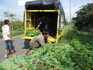Hojas de yuca verde congeladas de grado superior, empaquetadas a granel, directas desde Vietnam, perfectas para la exportación de hojas de yuca congeladas a la venta - Product Image 3