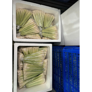 El Mejor Exportador de Limoncillo Congelado en Vietnam, Tallos de Limoncillo de Alta Calidad para la Industria Alimentaria y Uso Culinario - Product Image 3
