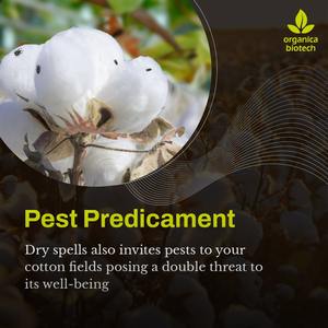 สารชีวภาพที่ดีที่สุดสำหรับการเกษตรฝ้าย - Product Image 5
