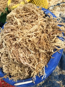 VENTE EN GROS NATURELLE 100% COTTONII ARGUES SÉCHÉES MOUSSE DE MER DORÉE DE HAUTE QUALITÉ À BAS PRIX EUCHUMA BIOLOGIQUE - Product Image 2