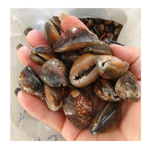 Coquille de cauri de qualité d'exportation du Vietnam dans diverses couleurs par 99 données d'or pour l'artisanat et la coquille de cauri décorative - Product Image 5