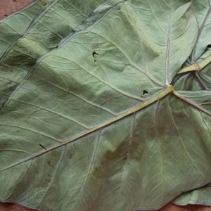 Hierba natural de hojas de taro secas al por mayor de Vietnam para cocinar y usar en la salud - Product Image 3