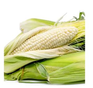 ข้าวโพดขาวและข้าวโพดเหลืองธรรมชาติสำหรับขาย ราคาขายส่งสำหรับผู้ค้าปลีกและผู้จัดจำหน่าย - Product Image 5