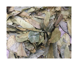 Hoja de Guanábana Seca de Alta Calidad, Hoja de Guanábana Seca Seleccionada para el Procesamiento de Té de Hierbas y Venta al por Mayor de Hoja de Guanábana Seca - Product Image 4