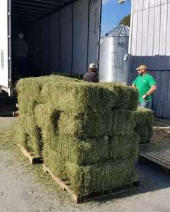 Fournisseurs de balles de foin d'alfalfa de qualité supérieure en gros, aliments pour animaux de qualité supérieure - Product Image 3