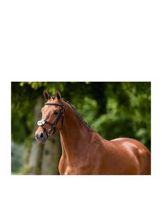 Rackle reduction Ridle areareham reducción de peso ORSE riridle - Product Image 4