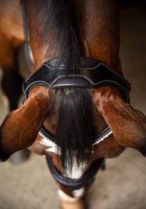 Produits de bride à mèches roulées Laisse de course en cuir tressé durable Entraînement à la marche pour fournitures pour animaux de compagnie de taille moyenne - Product Image 2