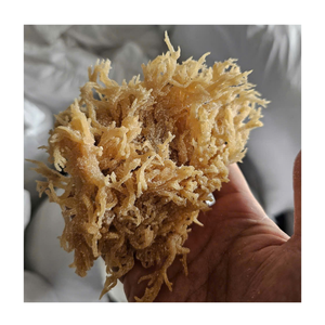 Musgo marino seco puro Eucheuma Cottonii algas musgo irlandés limpio y bajo en sal para batidos, mascarilla en polvo, uso de ingredientes culinarios - Product Image 1