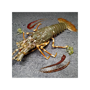 Homards frais à vendre, disponibles en différentes tailles pour diverses recettes. - Product Image 6