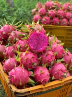 Fruit du dragon frais d'origine FARM Vietnam Meilleur prix pour l'exportation avec un prix compétitif du fournisseur vietnamien
