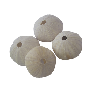 Erizo de mar Natural y joyería de estrella de mar arte de concha tallada de Indonesia SEASHELL JEWELRY - Product Image 5