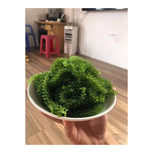 Raisins de mer de caviar vert frais d'approvisionnement en vrac avec une texture naturelle Idéal pour les robots culinaires Préparations de plats froids Menus de restauration - Product Image 1