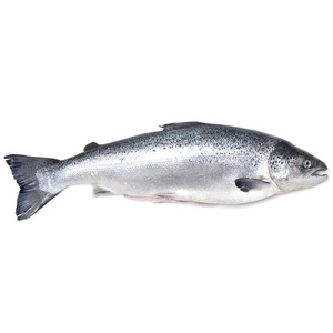 Salmão do Atlântico Fresco Canadense (Inteiro 8/10) Preço por LB /Entregue frutos do mar da mais alta qualidade à sua porta.