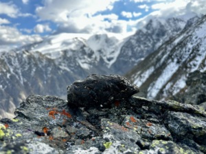 Extrait de poudre de Shilajit pur, acides fulviques plus de 80 %, complément minéral testé en laboratoire, OEM ; Montagnes d'Altaï ; certifié ISO GMP - Product Image 5
