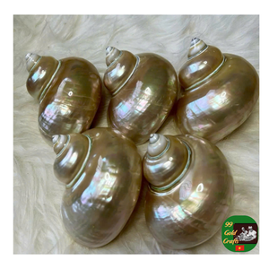 Coquille de conque en gros, coquille de conque polie naturelle, fournisseur de coque turbo décorative pour aquarium, artisanat et décoration de la maison - Product Image 4