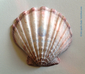 Conchas de almeja pulidas, blancas naturales, de Vietnam, para manualidades, decoración del hogar, fabricación de joyería, precio al por mayor. - Product Image 2