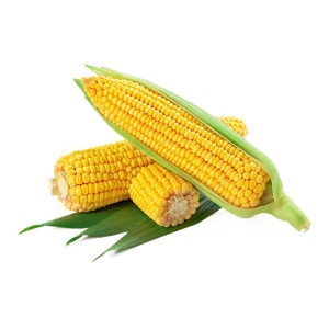 Yellow Corn <b>Maize</b> 100% Natural Quality Corn For human consumption and Poultry Animal <b>Meal</b> - Product Image 4