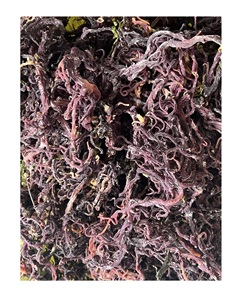 Wholesale in Bulk Natural Yellow/White Sea Moss Dried Eucheuma <b>Seaweed</b> - Ready to Export From Vietnam - Product Image 5