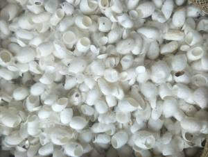 ผ้าไหมหม่อนตัดและทำความสะอาดรังไหม - Product Image 4