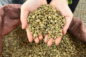 Grain de café brut Robusta 16/ 18 Contacter Mme Doris + 84 35 254 2206 - Product Image 4